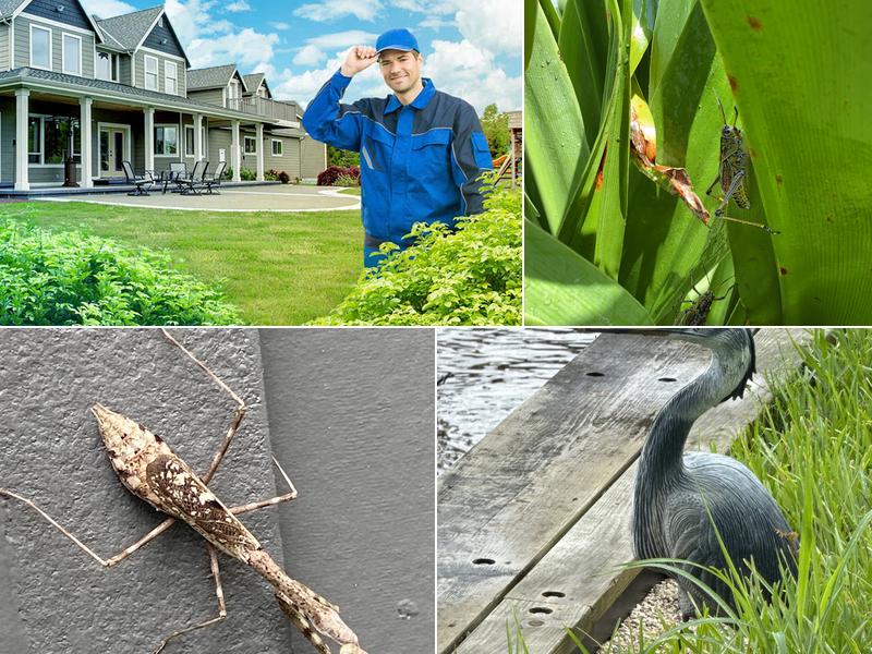 KNOCKOUT Pest Control