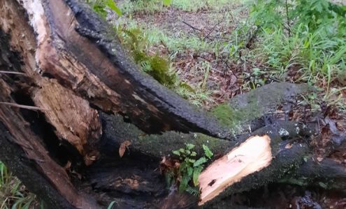 Bynog's Tree Services