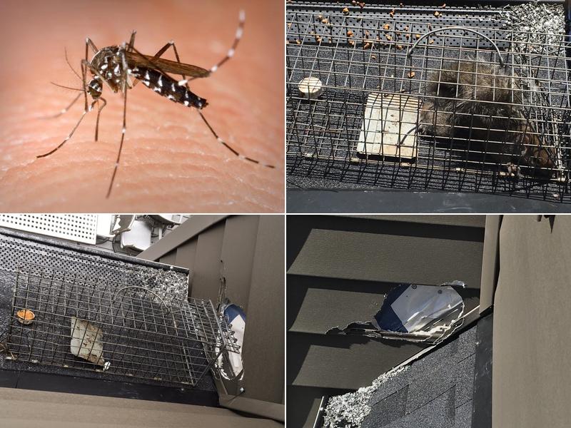 24 -7 Animal & Pest Control