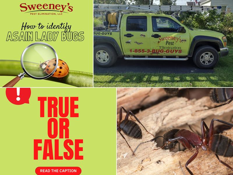 Sweeney's Pest Elimination