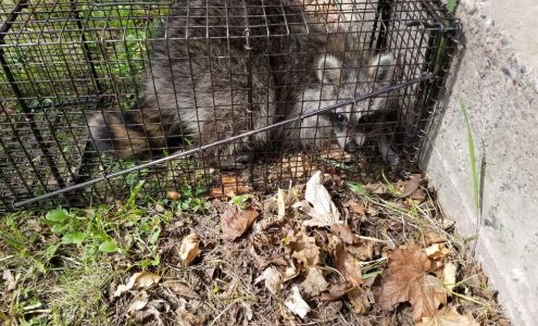 Stone River Wildlife Control Culver