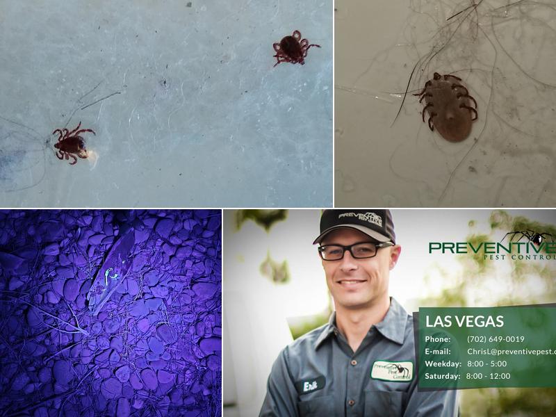 Preventive Pest Control Las Vegas
