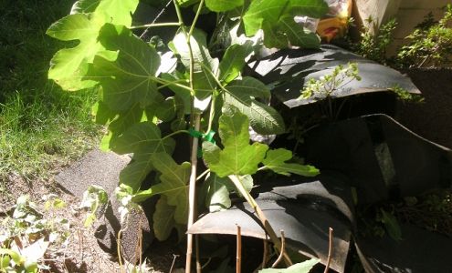 Pina's Roofing & Seamless