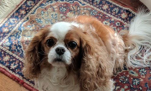 Bridge Painting 108 Arlington Ave, Kensington California 94707