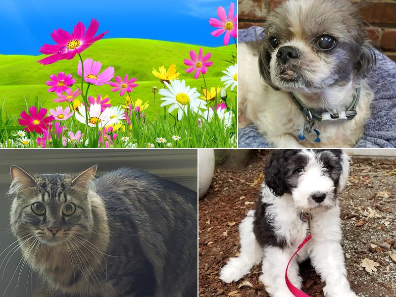 Tri-Valley Carpet Care