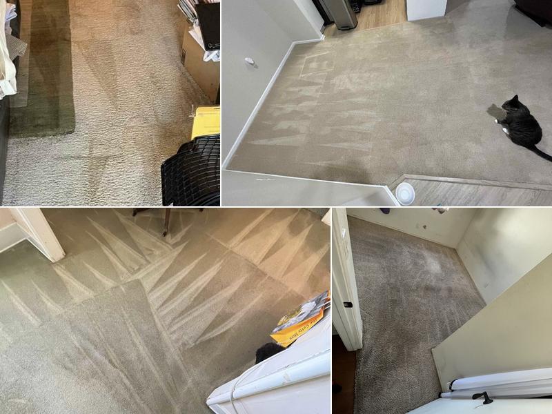 The DRY Carpet Cleaner