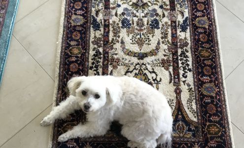 Oriental Rug Care 3027 NE 12th Terrace, Fort Lauderdale Florida 33334