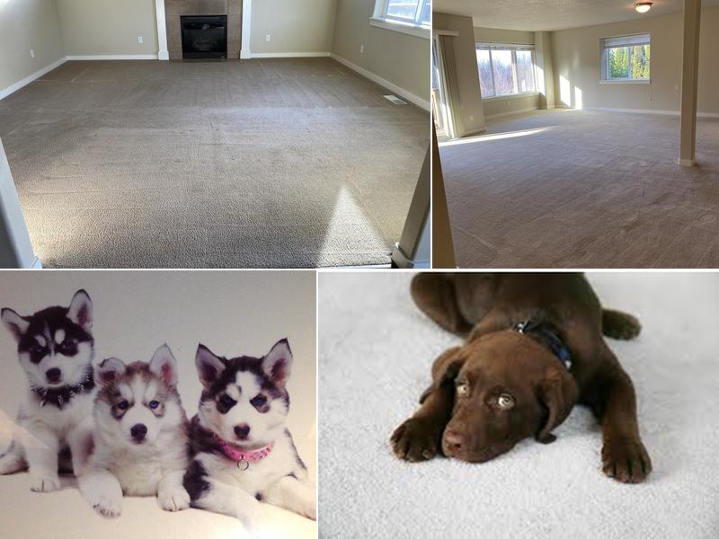 Husky Carpet & Upholstery