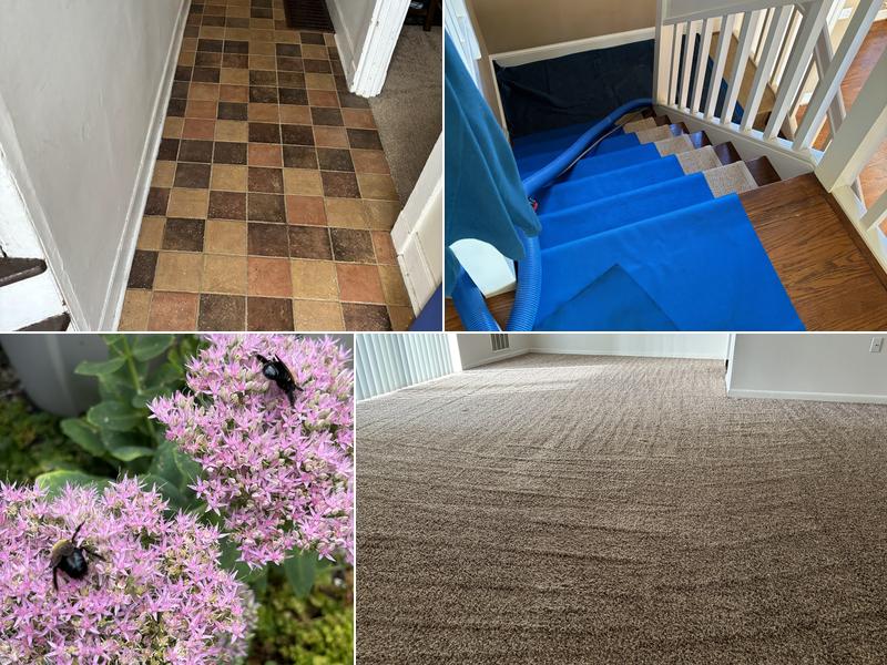 EcoTech Carpet Clean