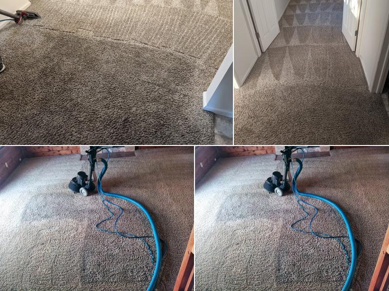 Alpha Dog Carpet Cleaning