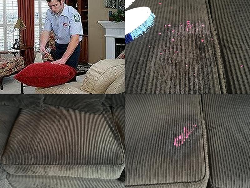 Niewald carpet and upholstery cleaning