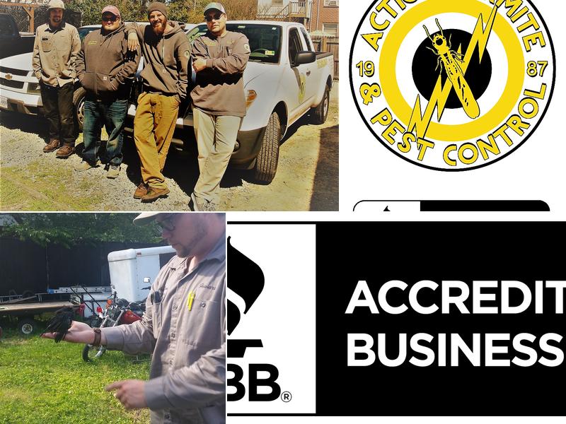 Action Termite & Pest Control