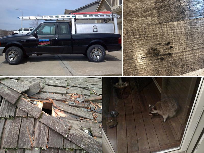 Buggs Pest & Wildlife Control