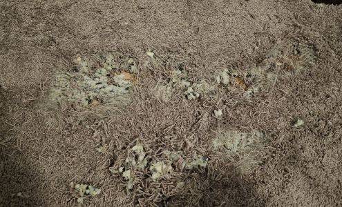 On Demand Carpet Care