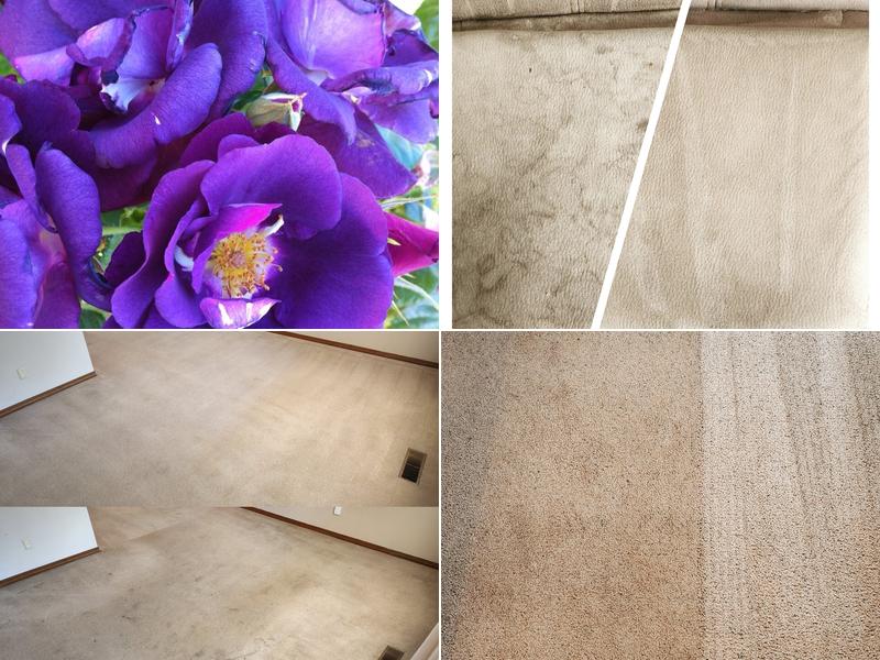 Efficient Carpet Cleaners