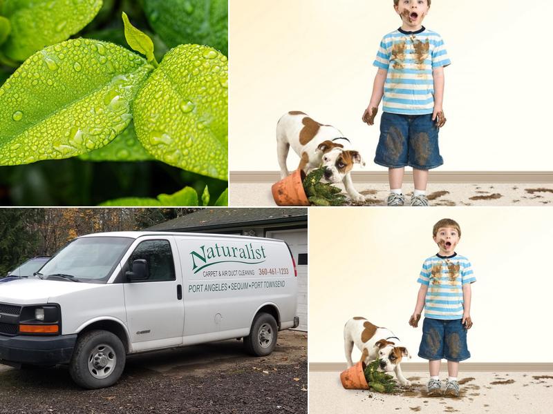 Naturalist Carpet and Air Duct Cleaning