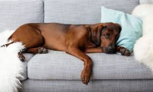 Keenan's Carpet Cleaning