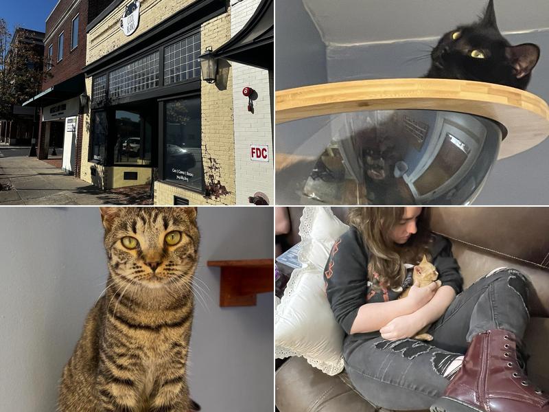 Cool Beans Cat Cafe 108 E Main Ave, Gastonia