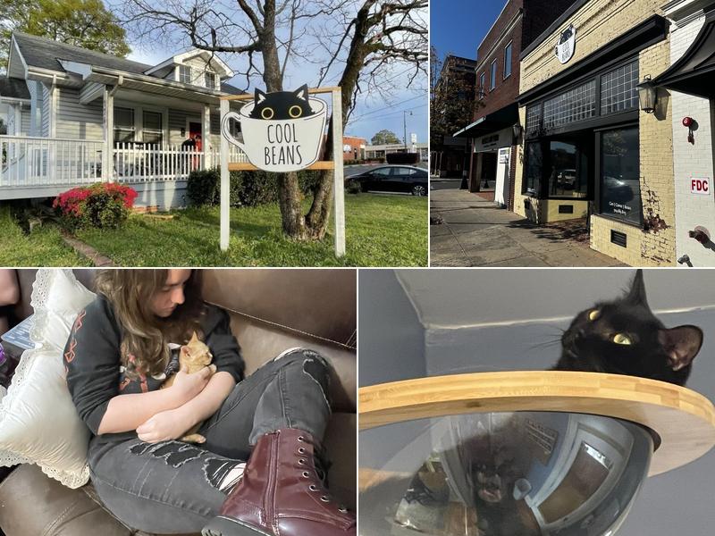 Cool Beans Cat Cafe