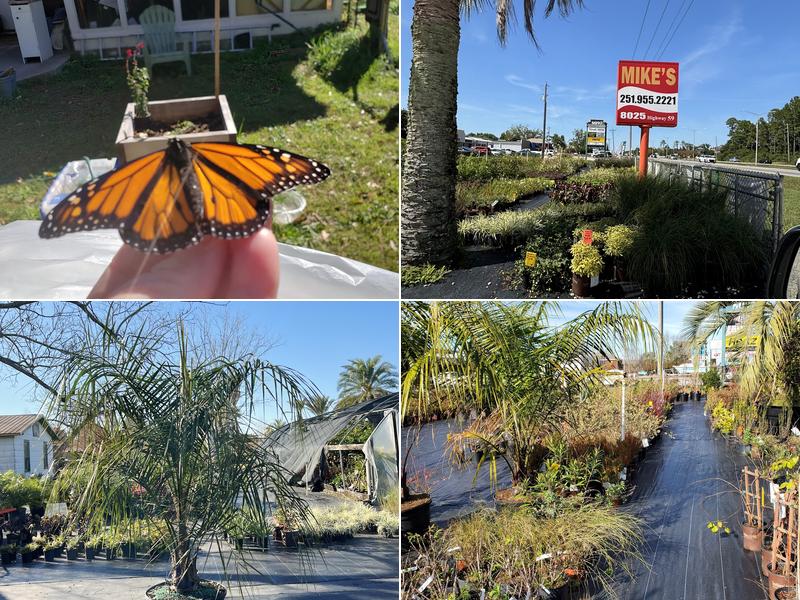 Mike's Produce & Plants