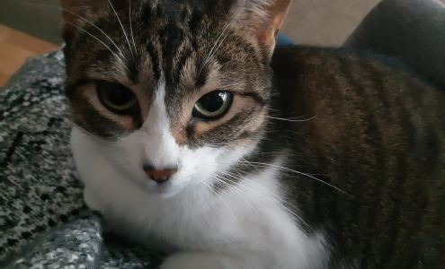 Cat's Cradle Animal Rescue