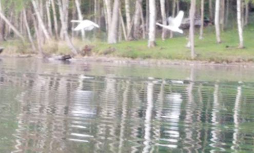 Lynns Honeywagon Sarona