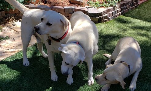 Truckee homestyle pet care