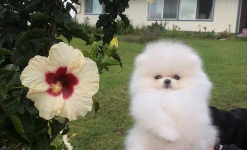 Tina's Cleaning Services