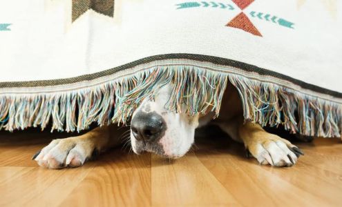 Ace Rug Cleaning Company, Inc.