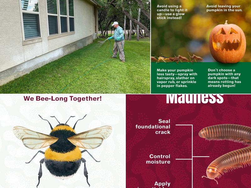 Bulwark Exterminating in Chattanooga