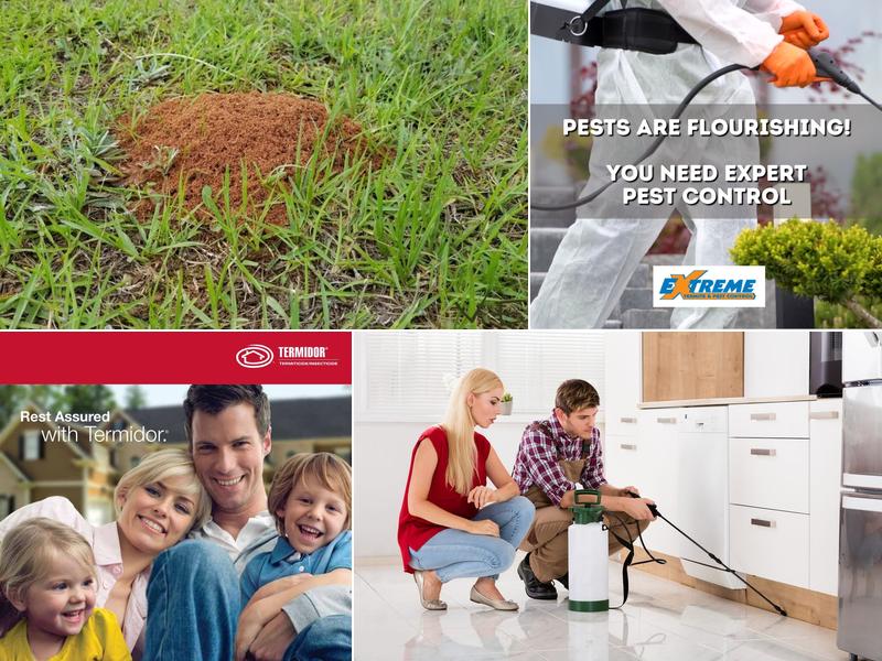 Extreme Termite and Pest Control