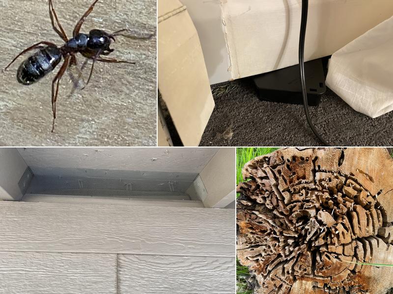 Apex Pest Control Solutions