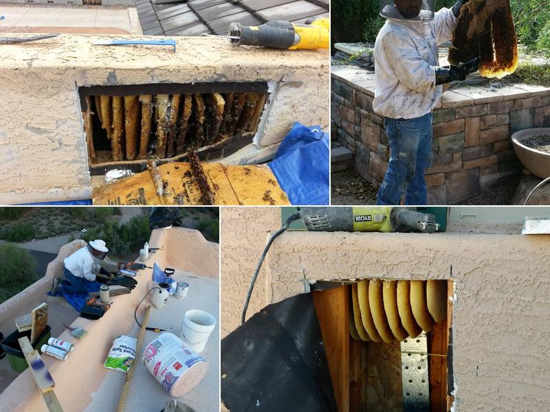 The Beehive Bee and Wasp Removal
