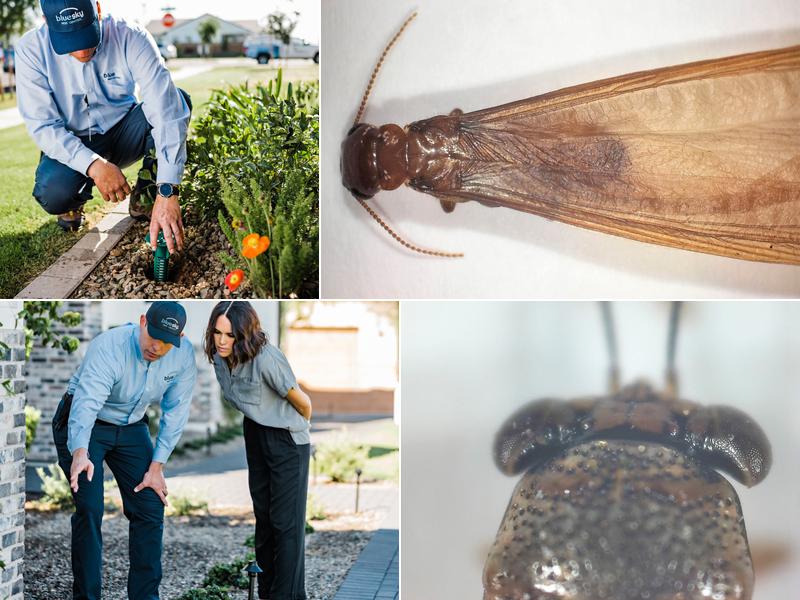 Blue Sky Pest Control