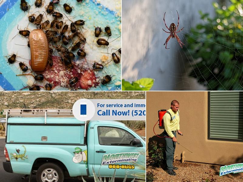 Northwest Exterminating