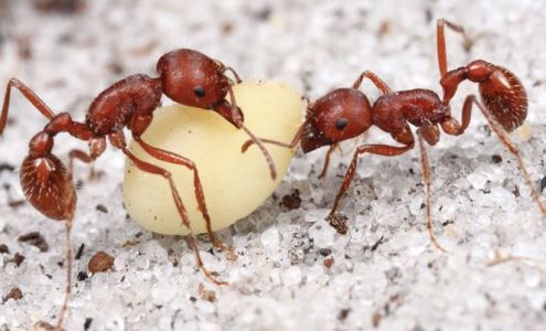 Exterminating Specialists Inc 1982 Prosperity Ave, Winslow Arizona 86047