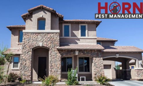 Horn Pest Management