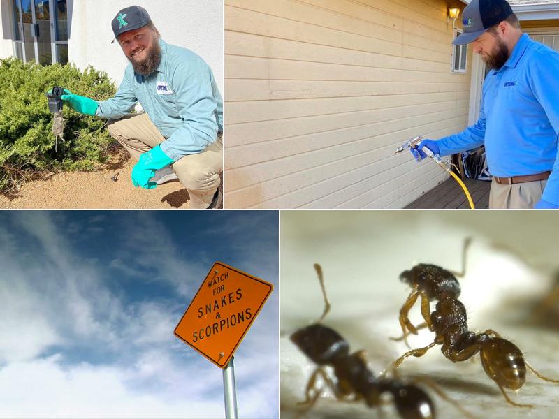 Optimex Pest Control