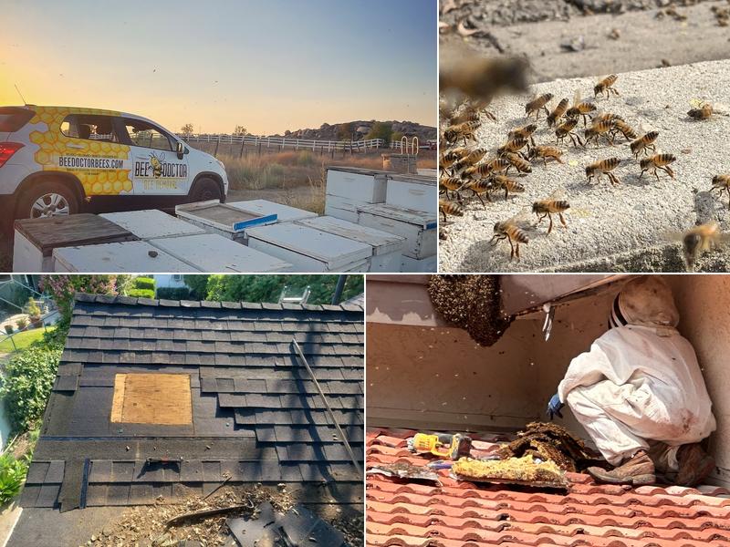 BeeDoctor Bee Removal