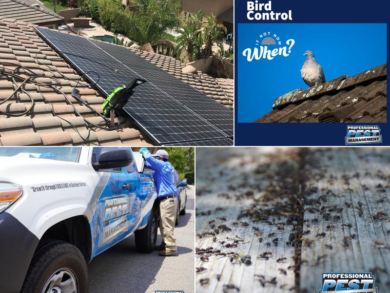 Professional Pest Management