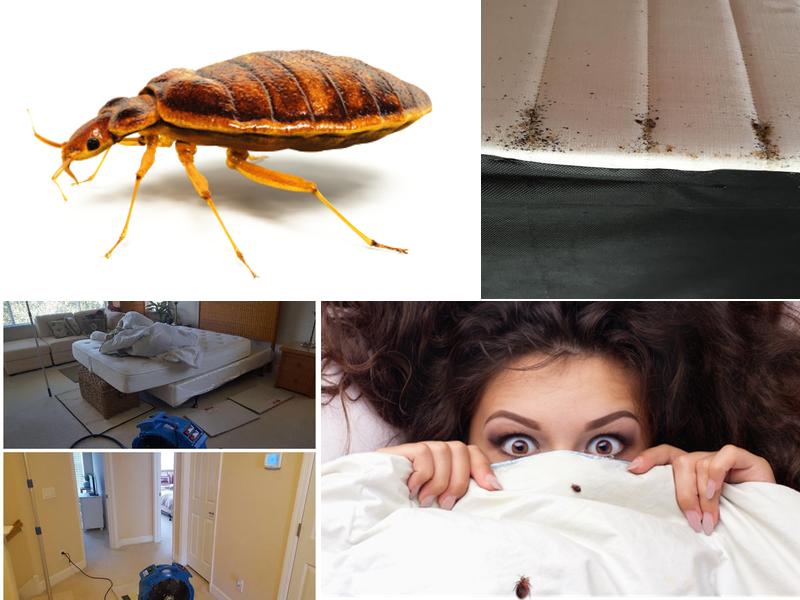 XTERMIN Pest Control