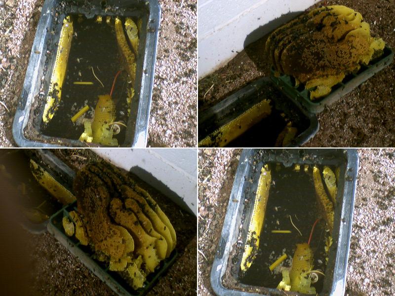 Chandler Pest Control Inc