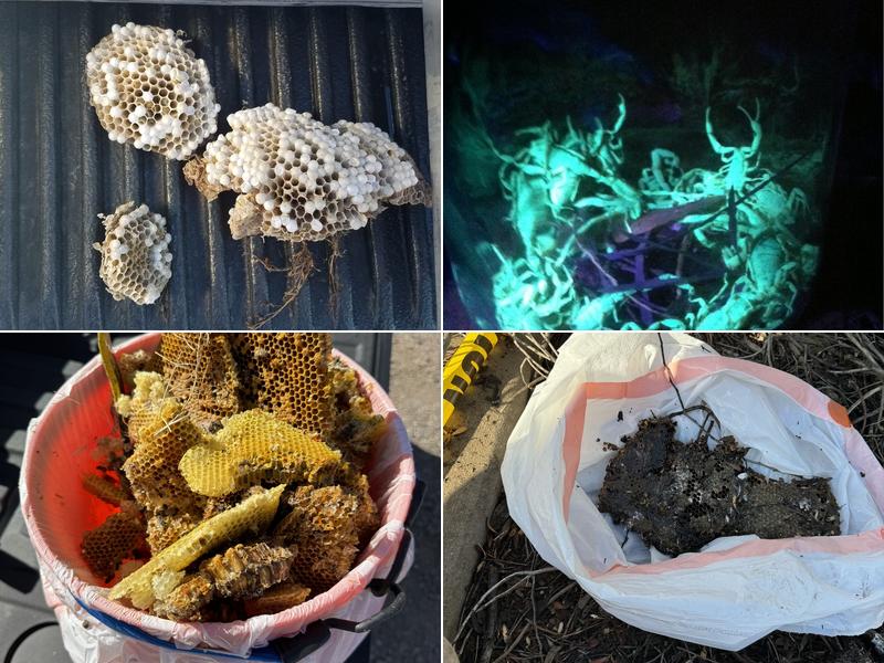 Allied Pest Solutions