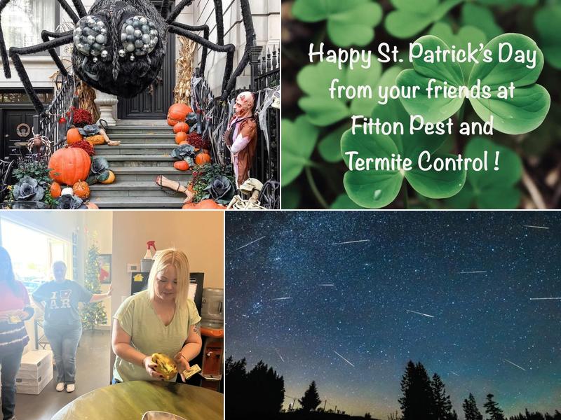 Fitton Termite & Pest Control