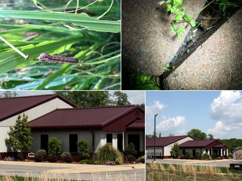 T&O Termite and Pest Inc