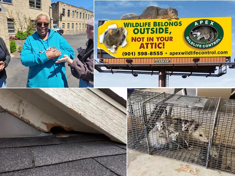 Apex Wildlife Control LLC