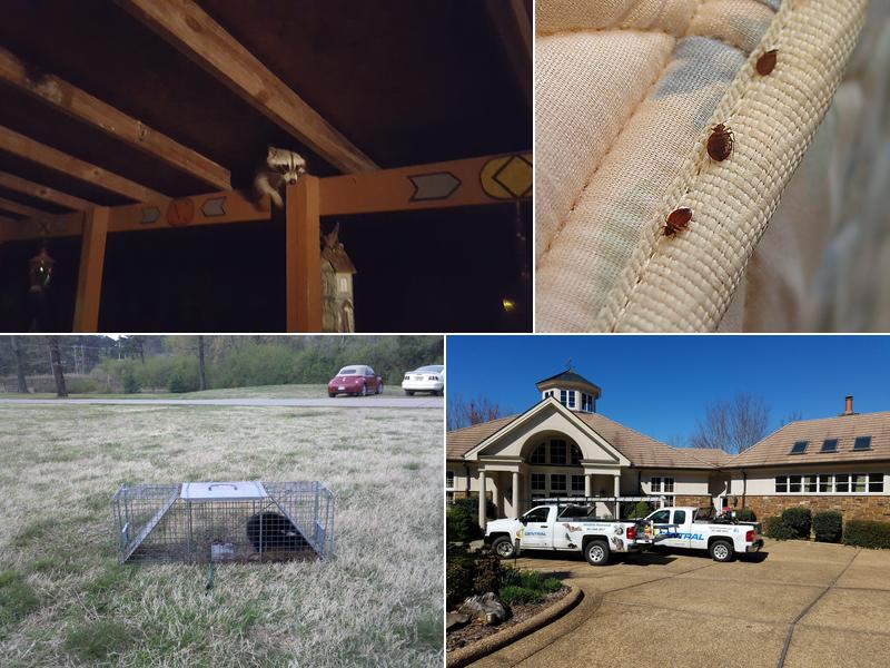 Central Termite and Pest Control