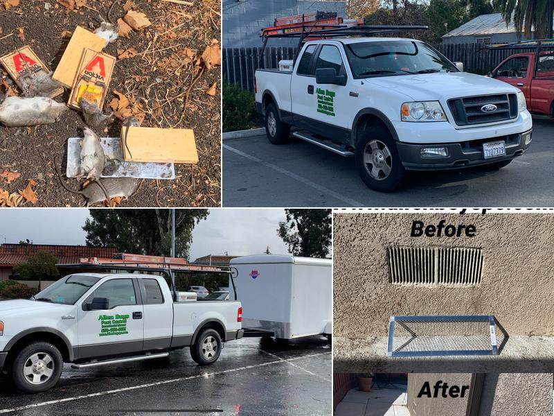 Allen Boys Pest Control