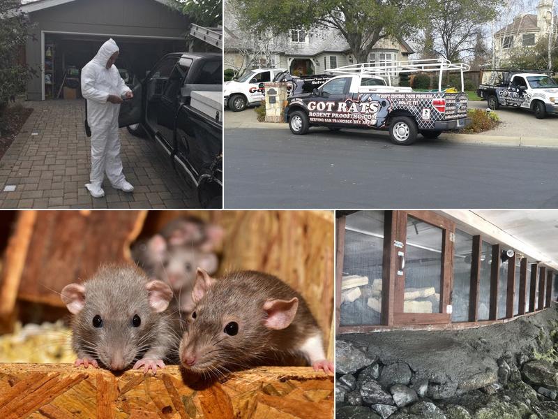 Got Rats Rodent Proofing Inc.