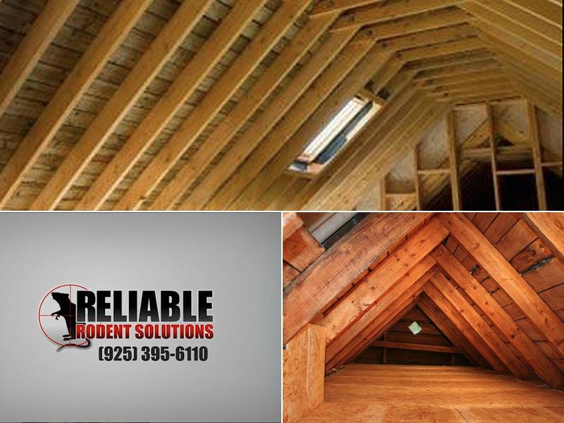 Reliance Solutions Pest Control